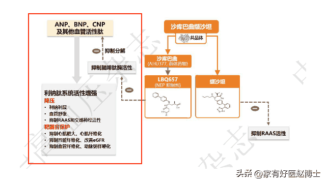 最新高血压指南：新增一种一线降压药！它有何优势？需要换药吗？